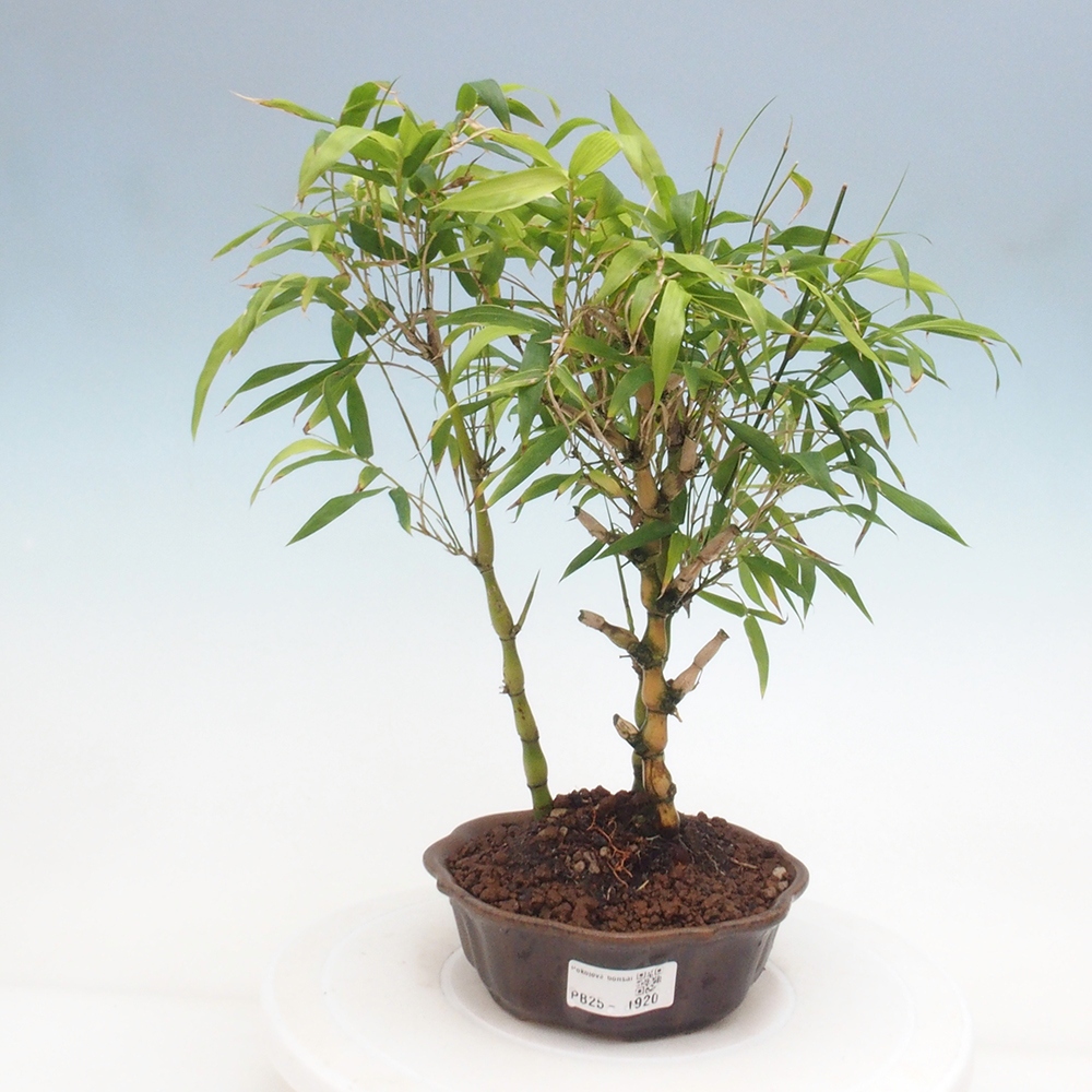 Bonsai wewnętrzne - Bambusowy Budda - Brzuch Bambusowego Buddy