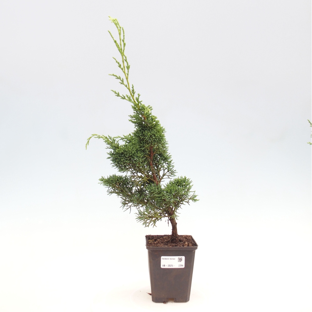 Outdoor bonsai - Juniperus chinensis Kishu - chiński jałowiec
