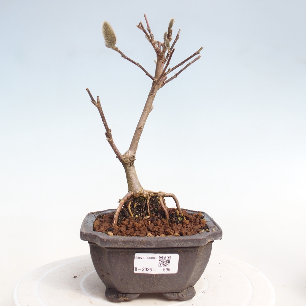 Bonsai na zewnątrz - Magnolia stellata
