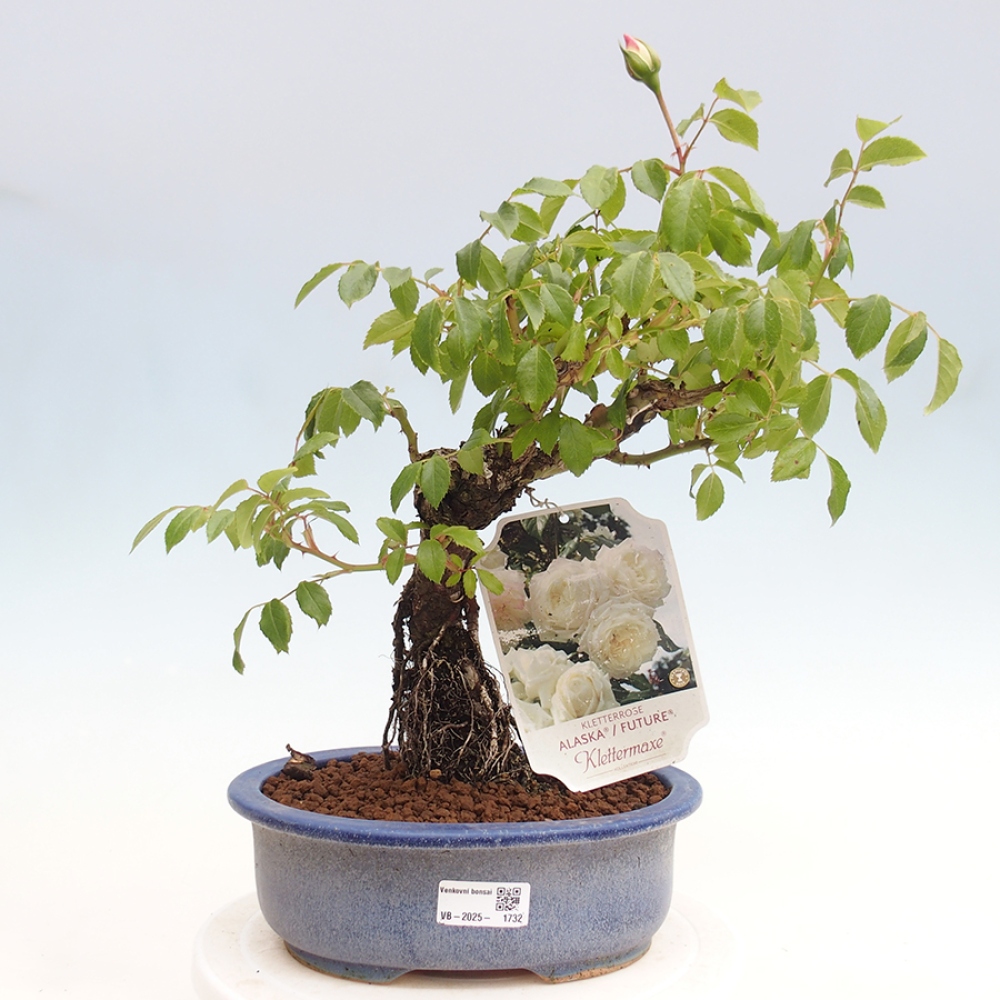 Bonsai na zewnątrz - Rosa Kordes - róża 