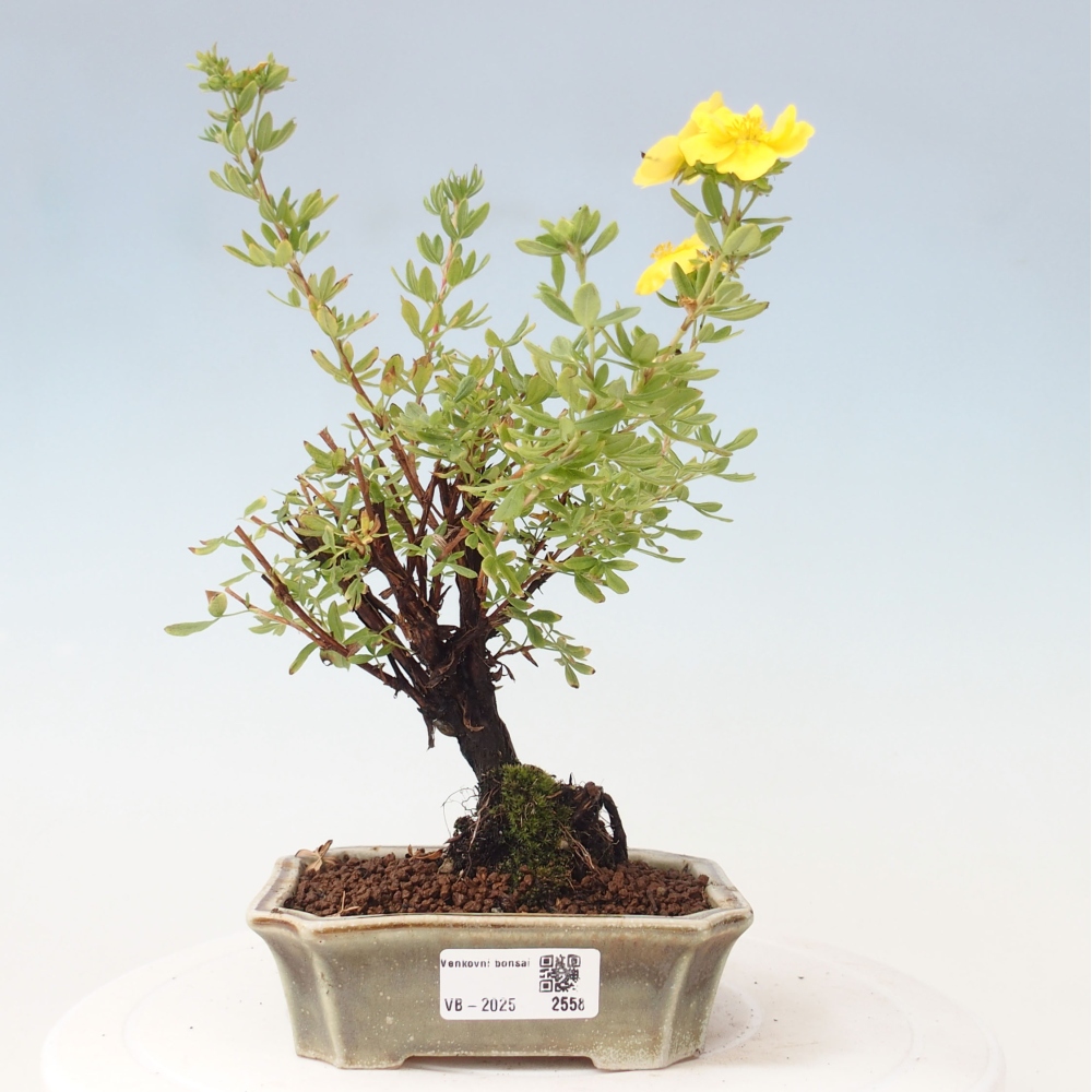 Outdoor bonsai-Pięciolistnik - Potentila fruticosa żółty Ptak