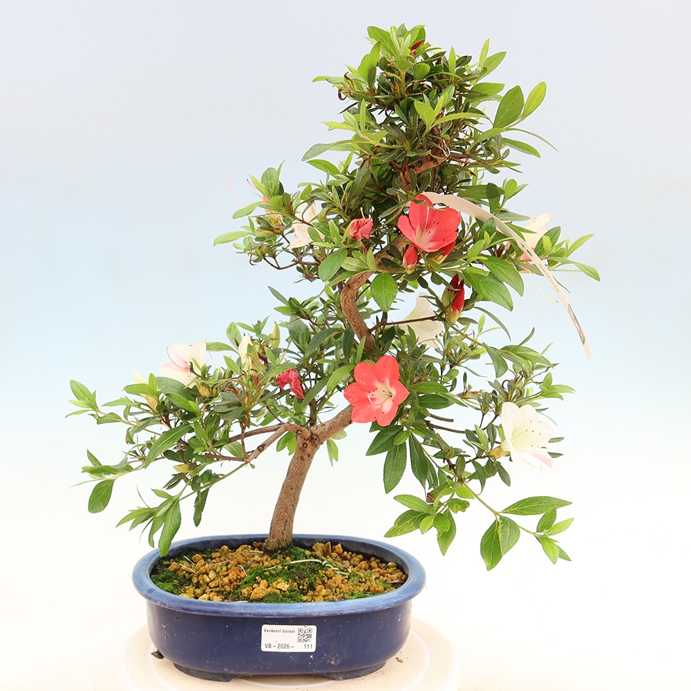 Bonsai zewnętrzne - Azalia japońska - Azalia Senhime