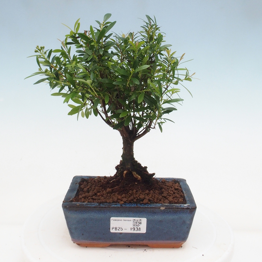 Pokój bonsai - Syzygium - Pimentovník