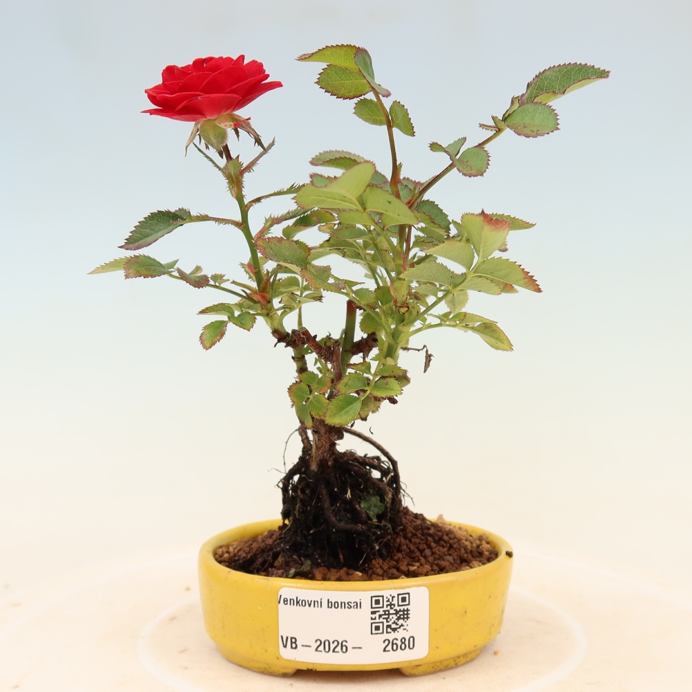 Bonsai ogrodowe – Rosa Kordes – róża