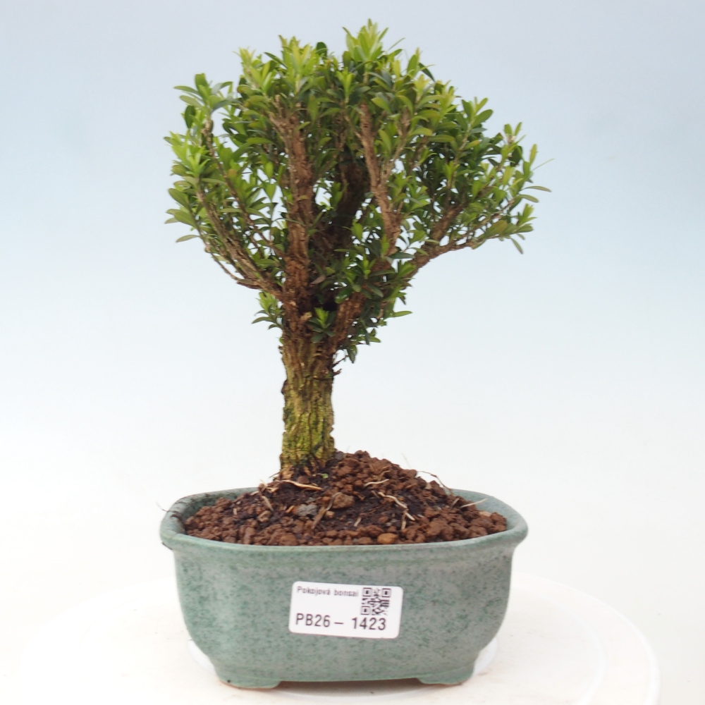 Pokój bonsai - Buxus harlandii - buxus korkowy
