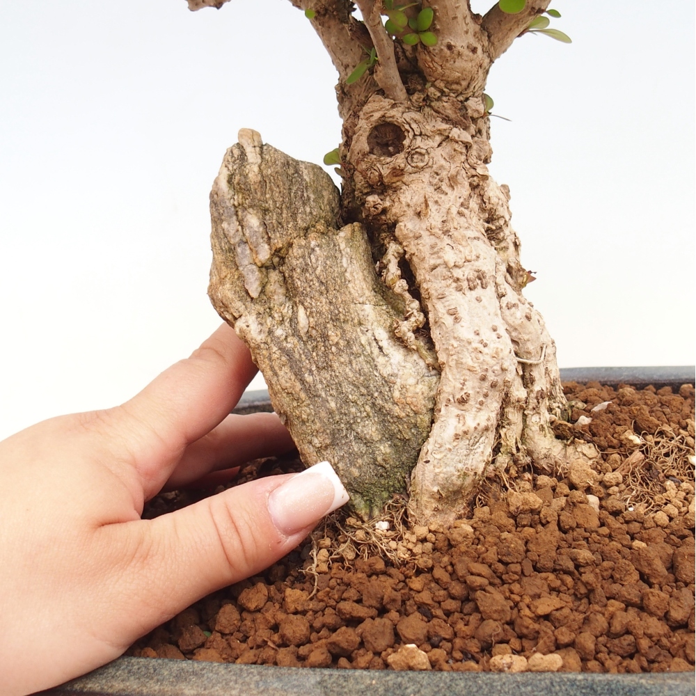 Bonsai zewnętrzne - Berberis coreana