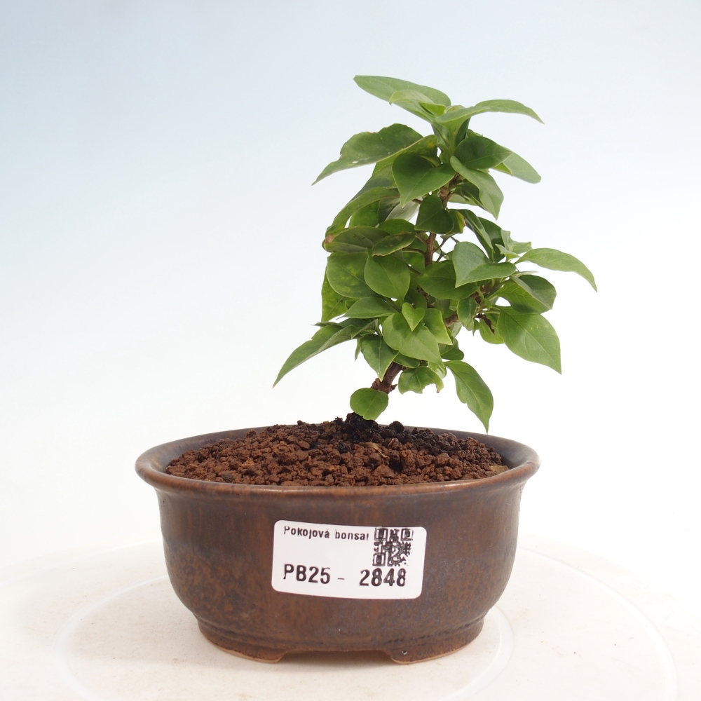 Bonsai do wnętrz - Bouganwilea