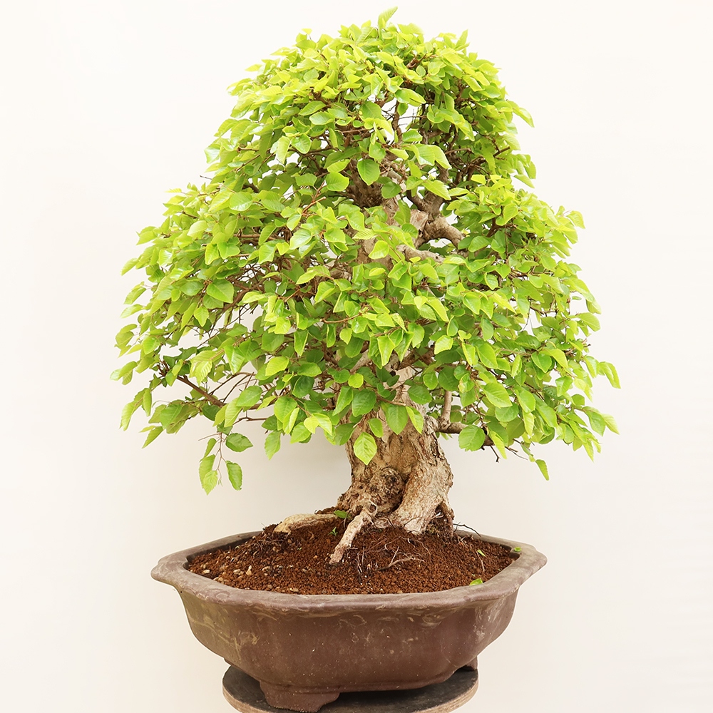 Bonsai plenerowe - Carpinus Coreana - grab koreański