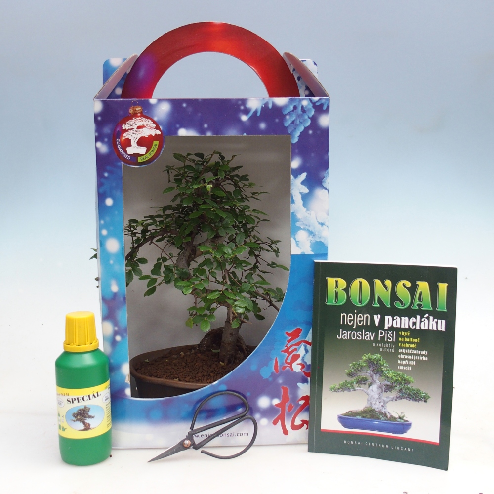 Bonsai pokojowe w pudełku upominkowym Carmona microphylla - Tea fuki