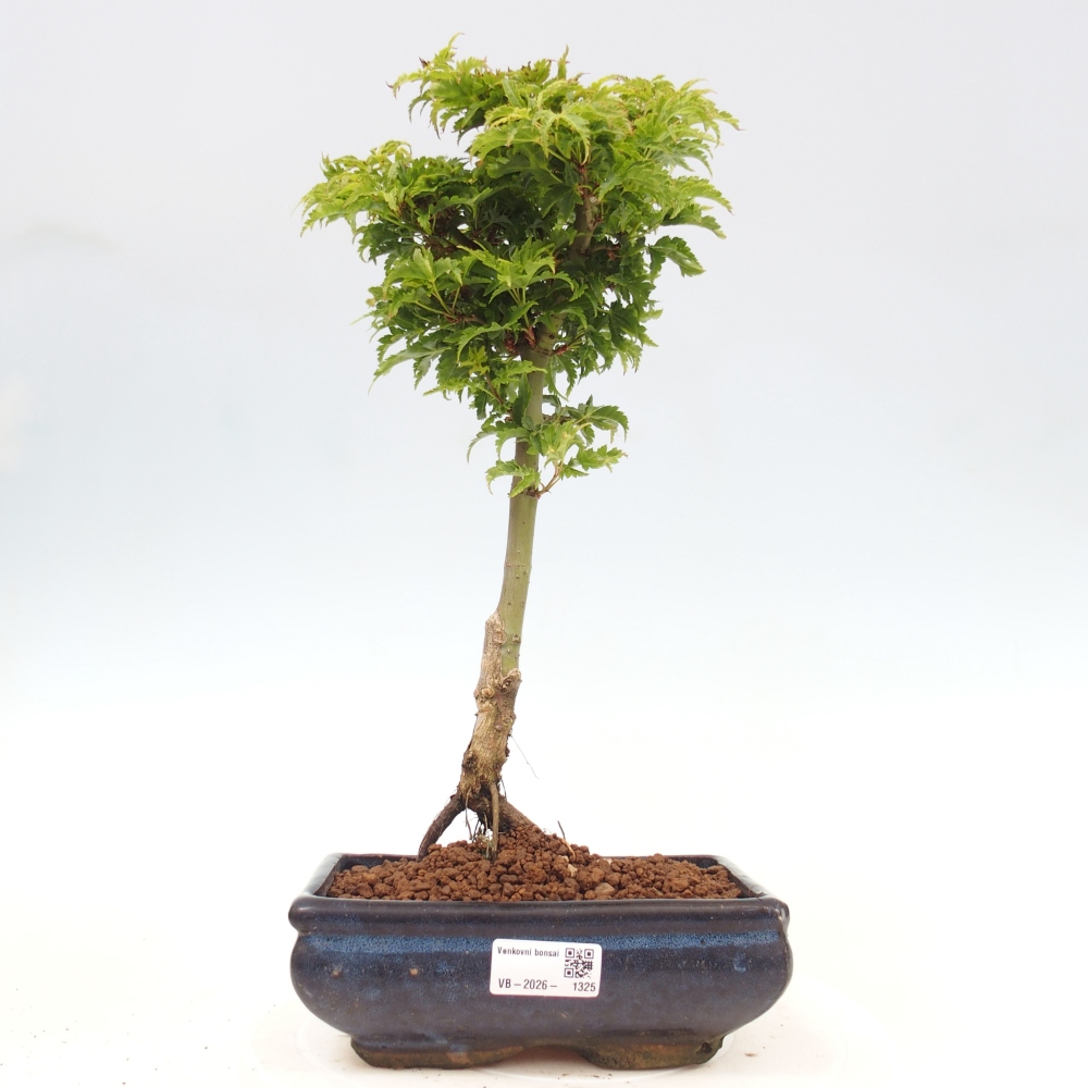 Outdoor bonsai - palma jaworowa Acer palmatum Shishigashira