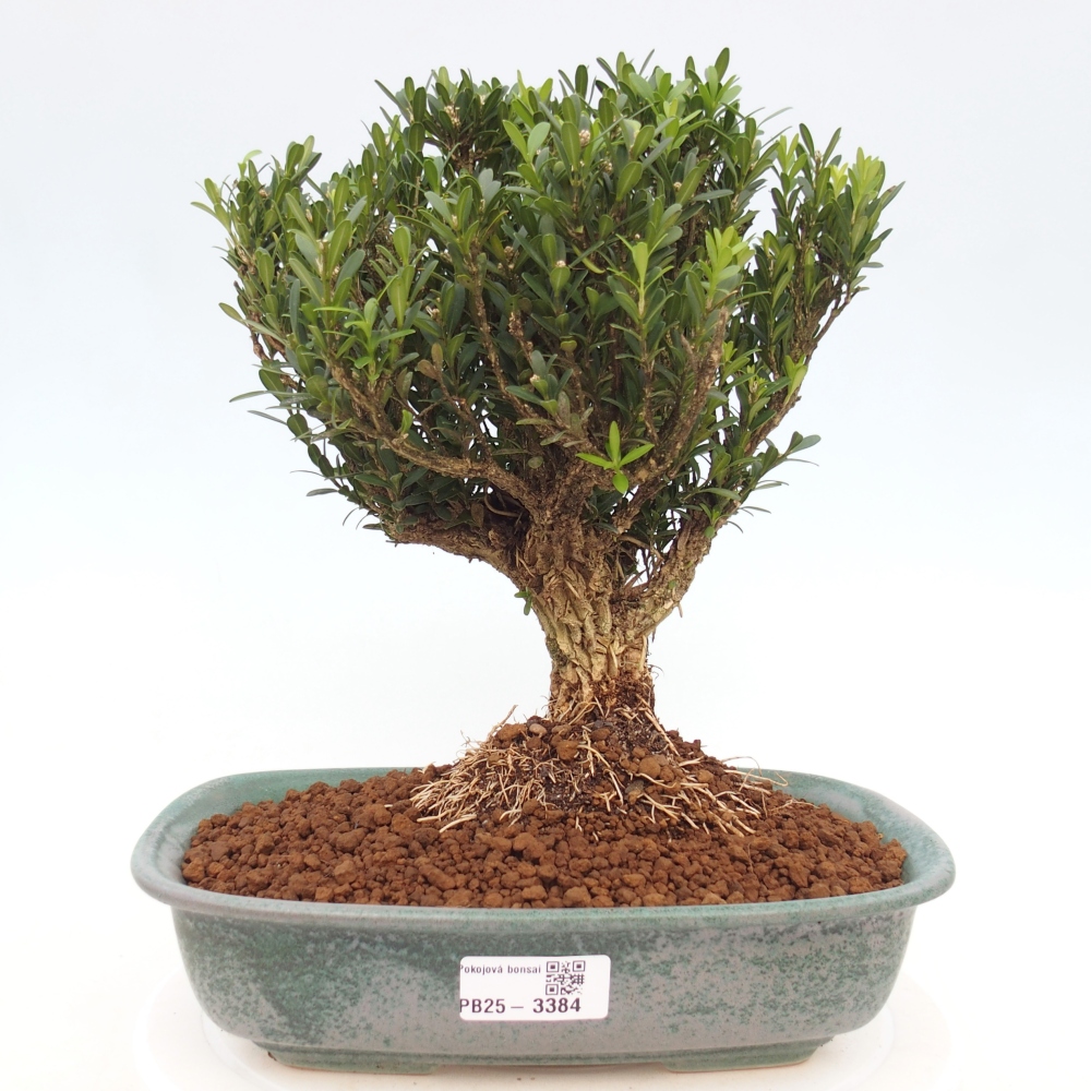 Pokój bonsai - Buxus harlandii - buxus korkowy