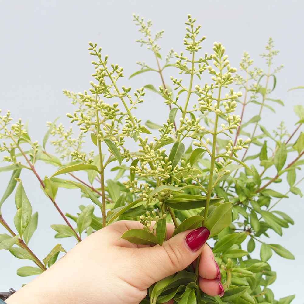 Outdoor bonsai - Ligustrum vulgare - Ptasi dziób