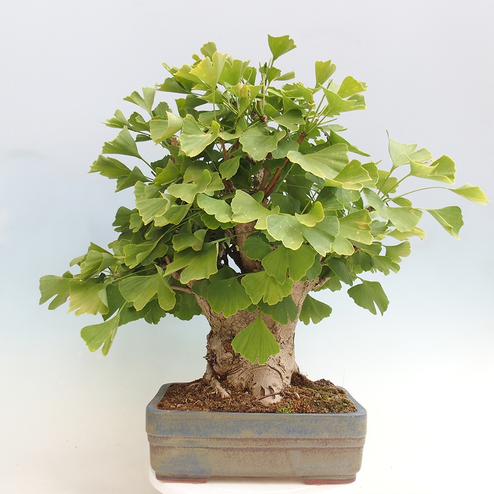 Outdoor bonsai - Jinan biloba - Ginkgo biloba