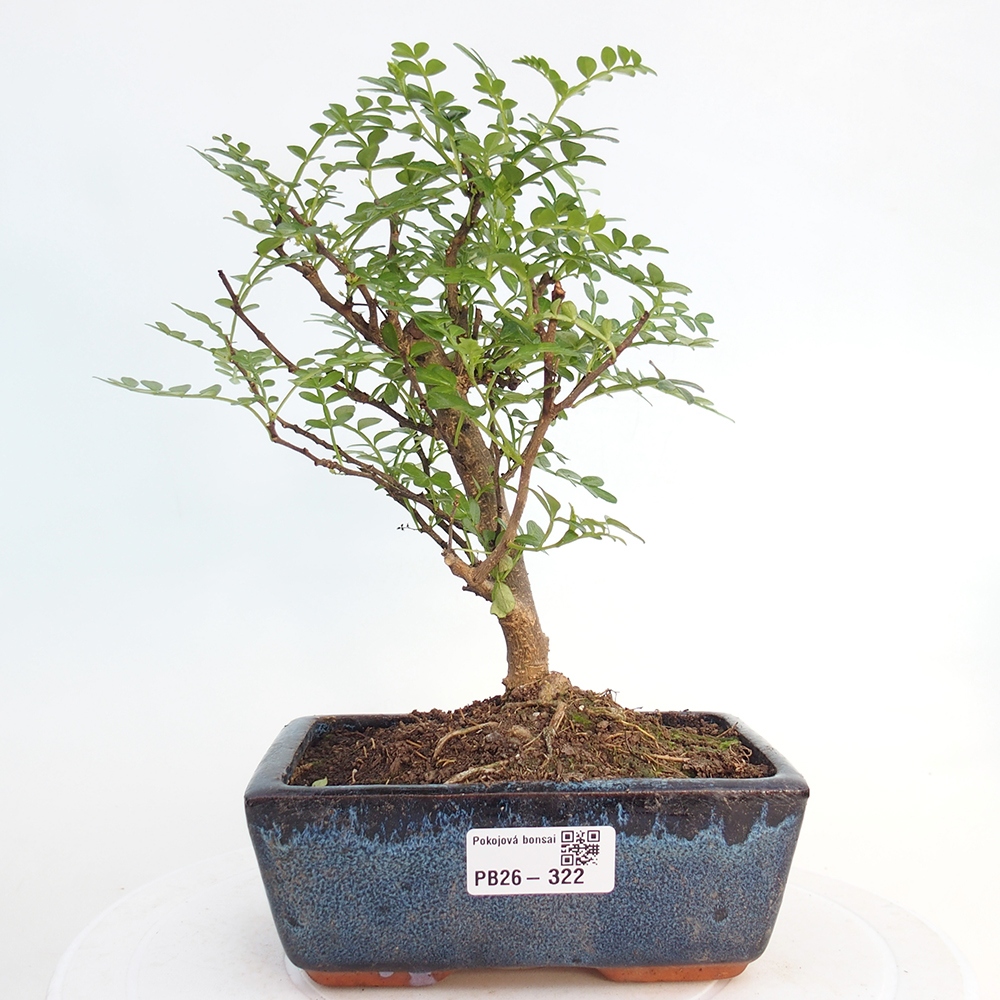 Pokój bonsai - Zantoxylum piperitum - drzewo pieprzowe