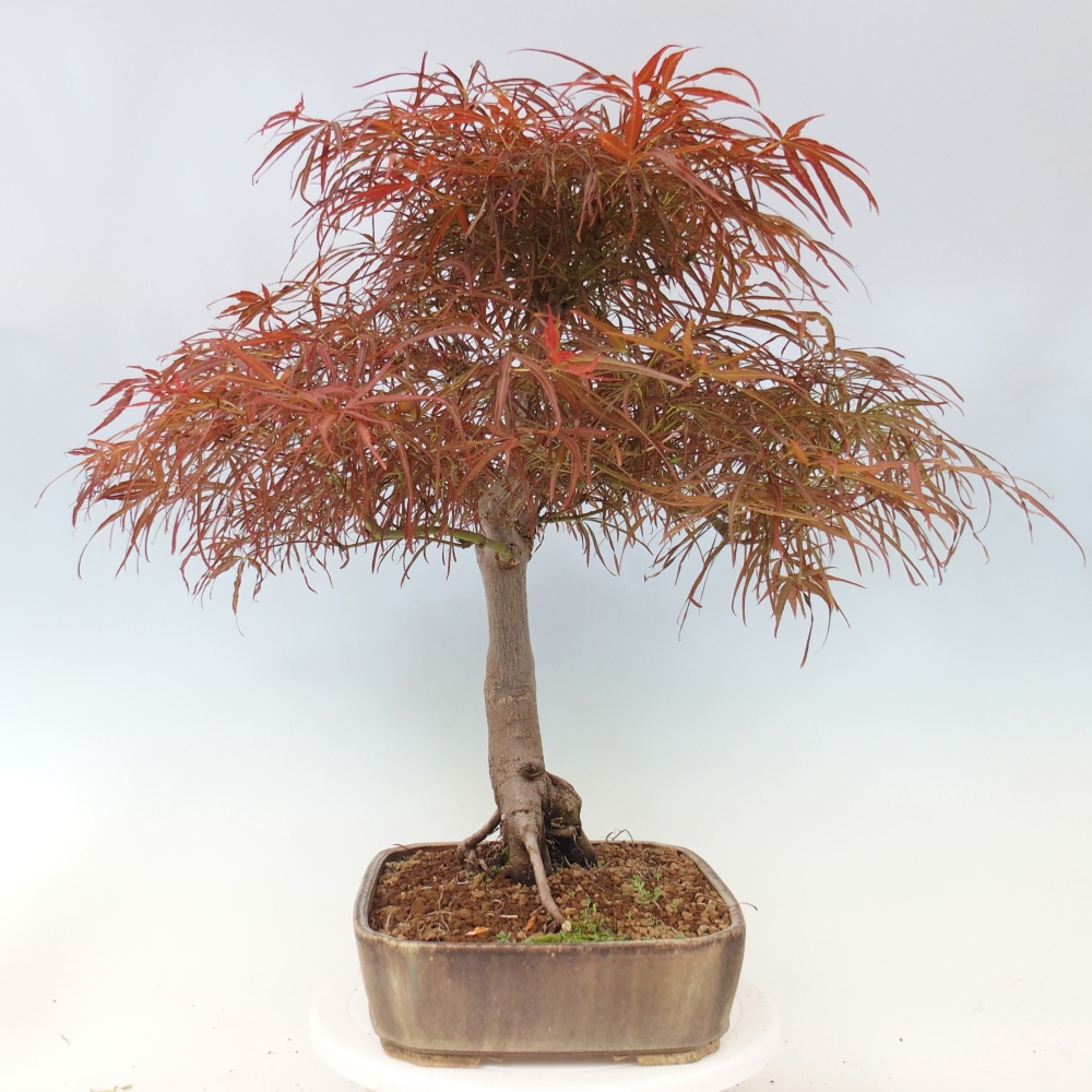 Bonsai zewnętrzne - Acer palmatum RED PYGMY