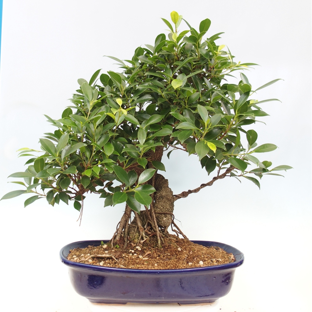 Bonsai pokojowe - Ficus kimmen - figowiec drobnolistny - WYŁĄCZNIE ODBIÓR OSOBISTY lub transport paletowy