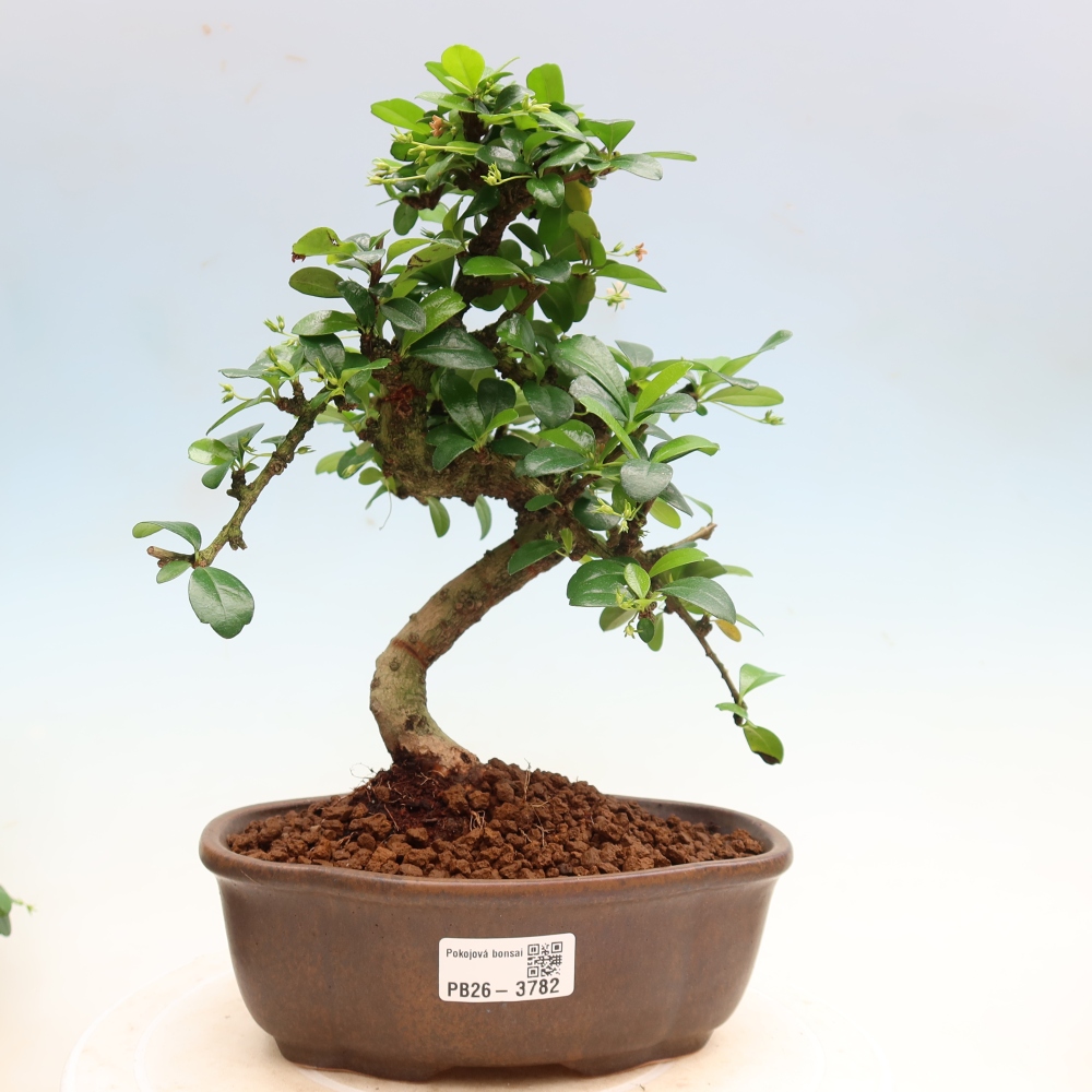 Bonsai pokojowe - Carmona macrophylla - Tea fuki