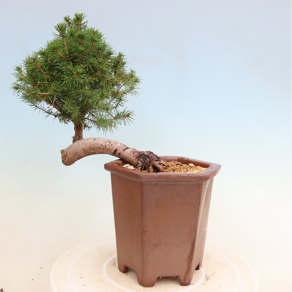 Outdoor bonsai - Świerk pospolity - Picea glauca globe