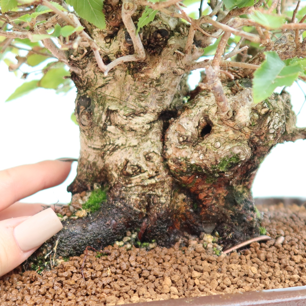 Outdoor bonsai - Carpinus CARPINOIDES - grab koreański