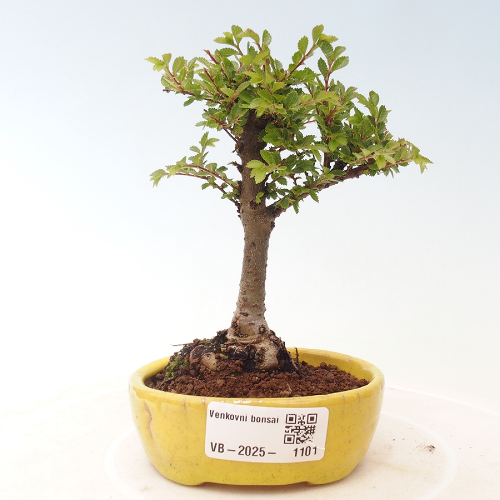 Bonsai zewnętrzne - Ulmus parvifolia Sagei - Wiąz drobnolistny