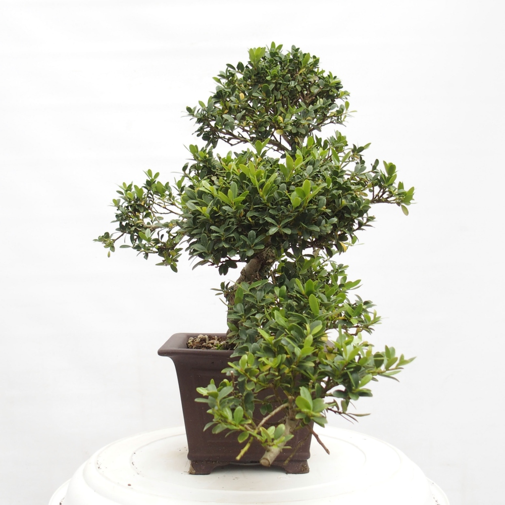 Kryty bonsai - Ilex crenata - Holly