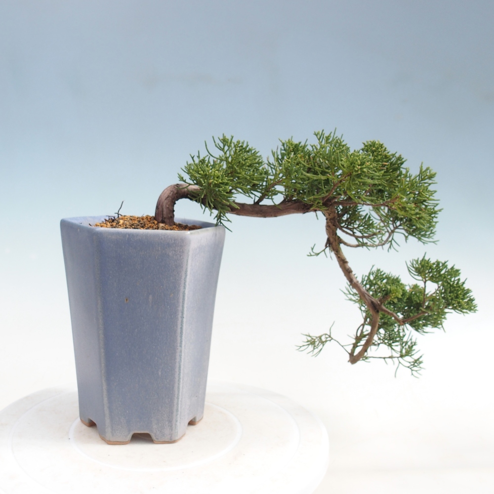 Outdoor bonsai - Juniperus chinensis Kishu