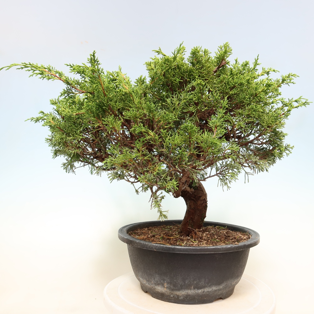 Bonsai ogrodowe – Juniperus chinensis Itoigawa – jałowiec chiński