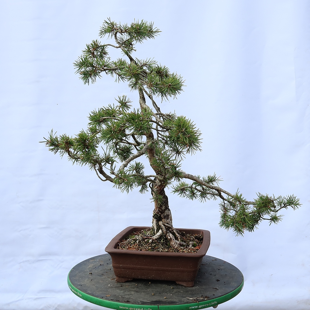 Pinus sylvestris Hiszpania – sosna zwyczajna