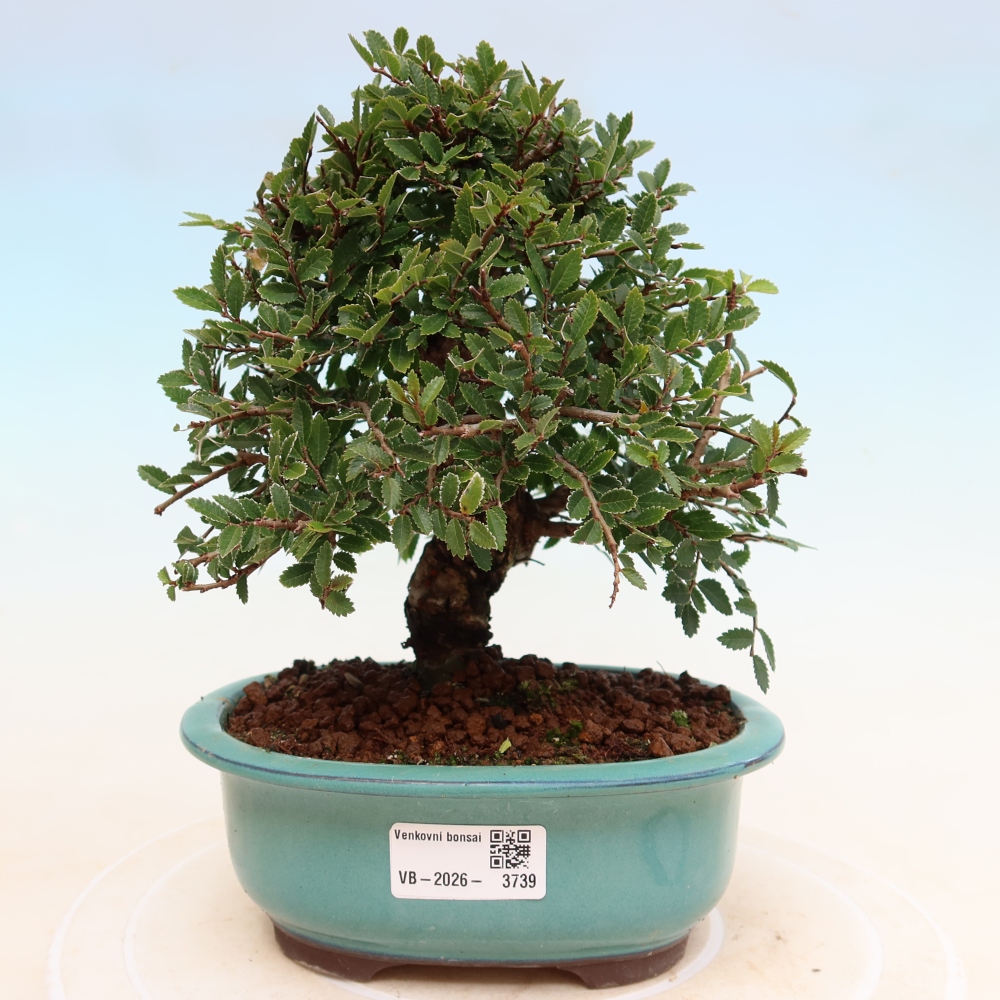 Bonsai zewnętrzne - Zelkova - Zelkova NIRE