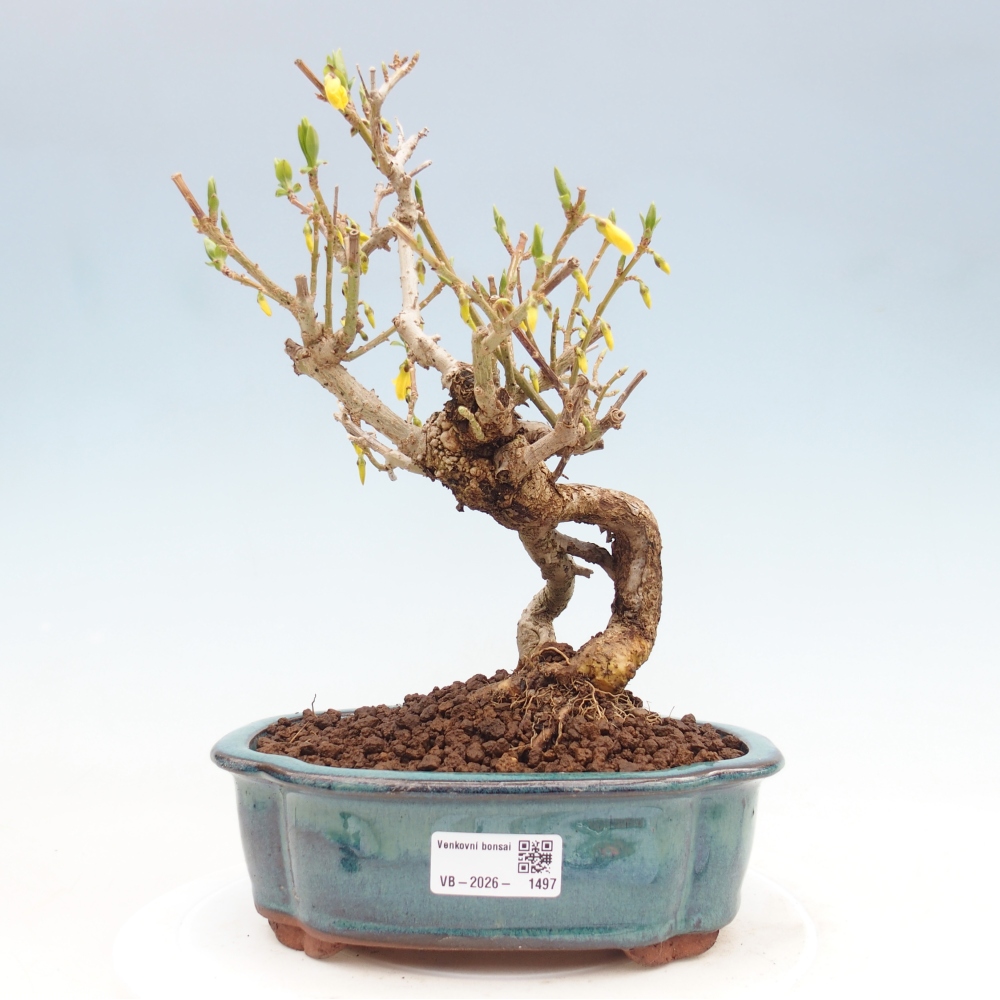 Outdoor bonsai - Zlatice - Forsycja koreańska