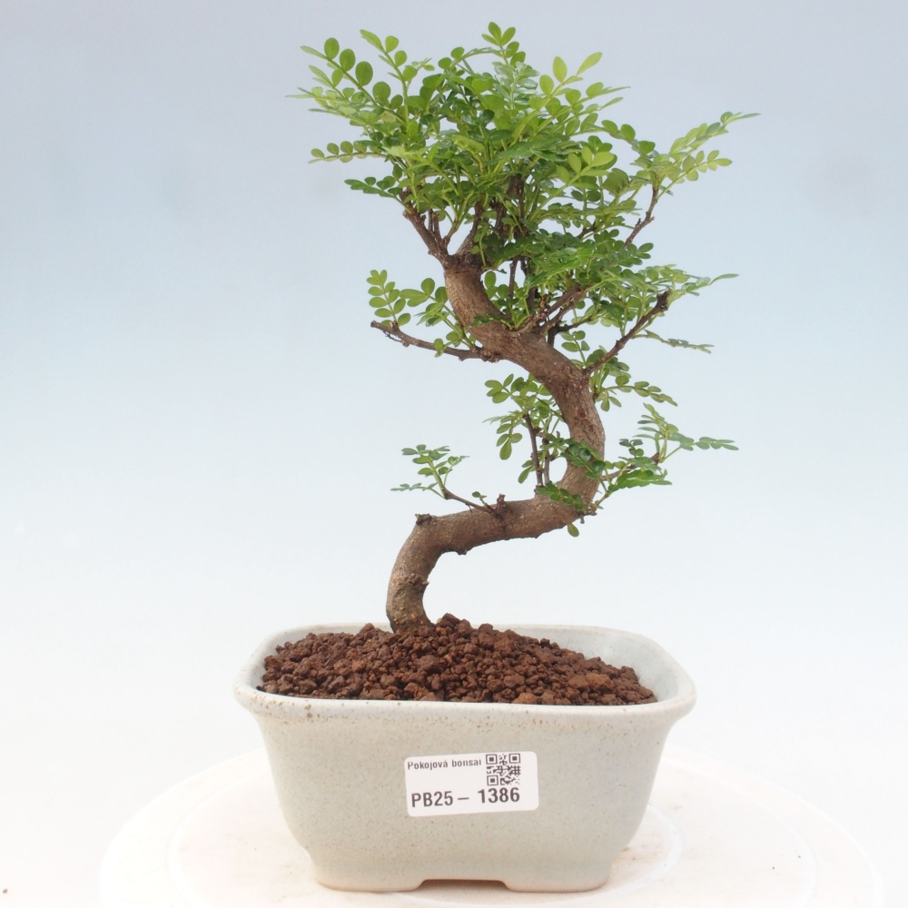 Kryty bonsai - Zantoxylum piperitum - Mięta pieprzowa