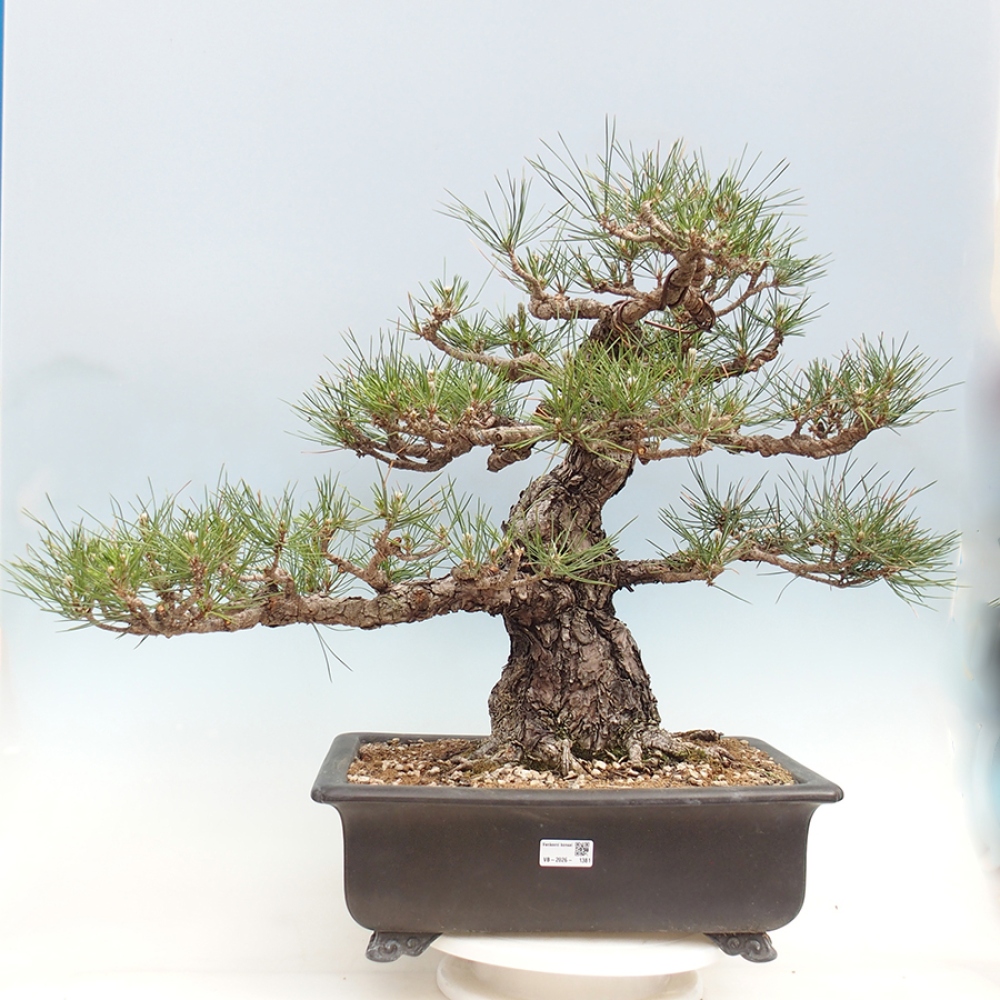 Outdoor bonsai - Pinus thunbergii - sosna Thunberga