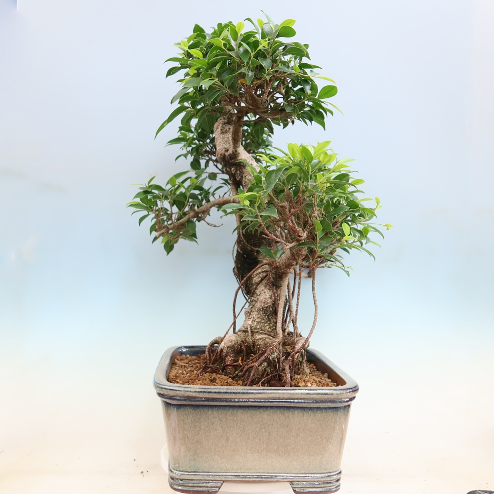 Pokój bonsai - Ficus kimmen - figowiec drobnolistny