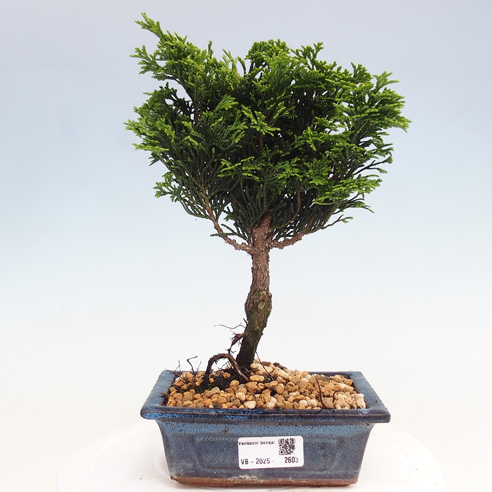 Bonsai na zewnątrz - Cham.pis obtusa Nana Gracilis - Cyprys