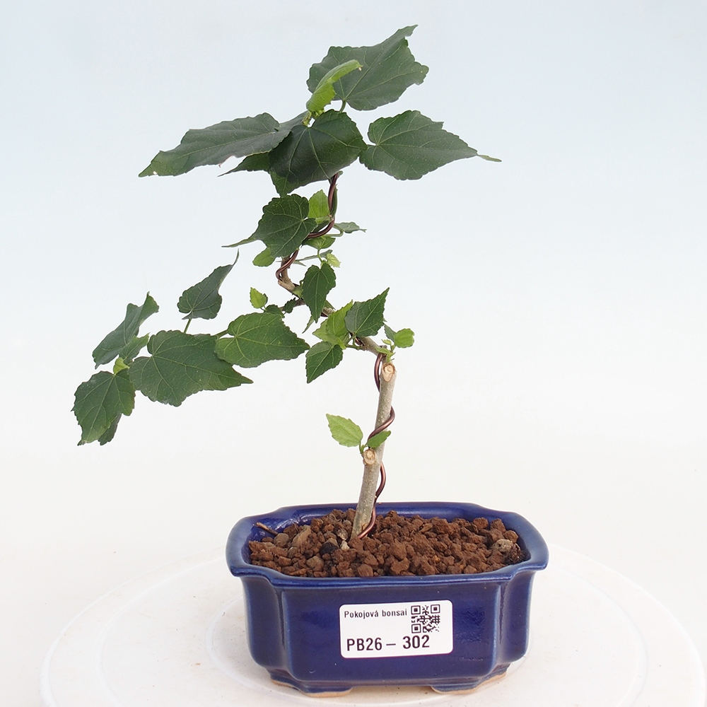 Bonsai domowe - Malvaviscus arboreus