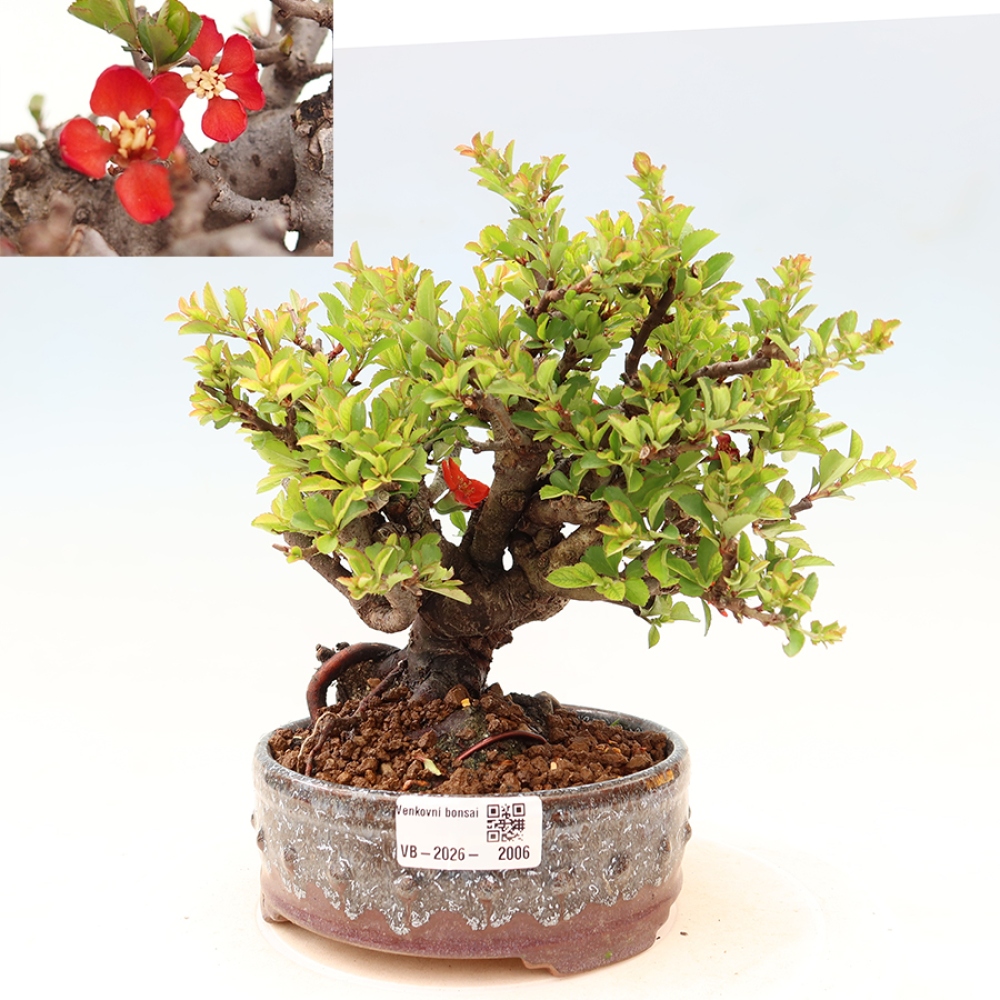 Bonsai zewnętrzne - Chaneomeles speciosa Chojubai