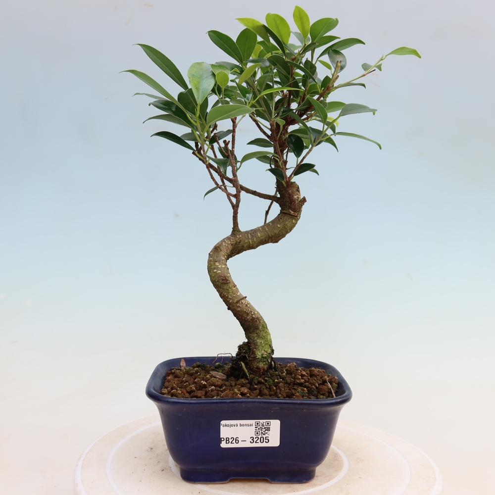 Pokój bonsai - Ficus kimmen - figowiec drobnolistny