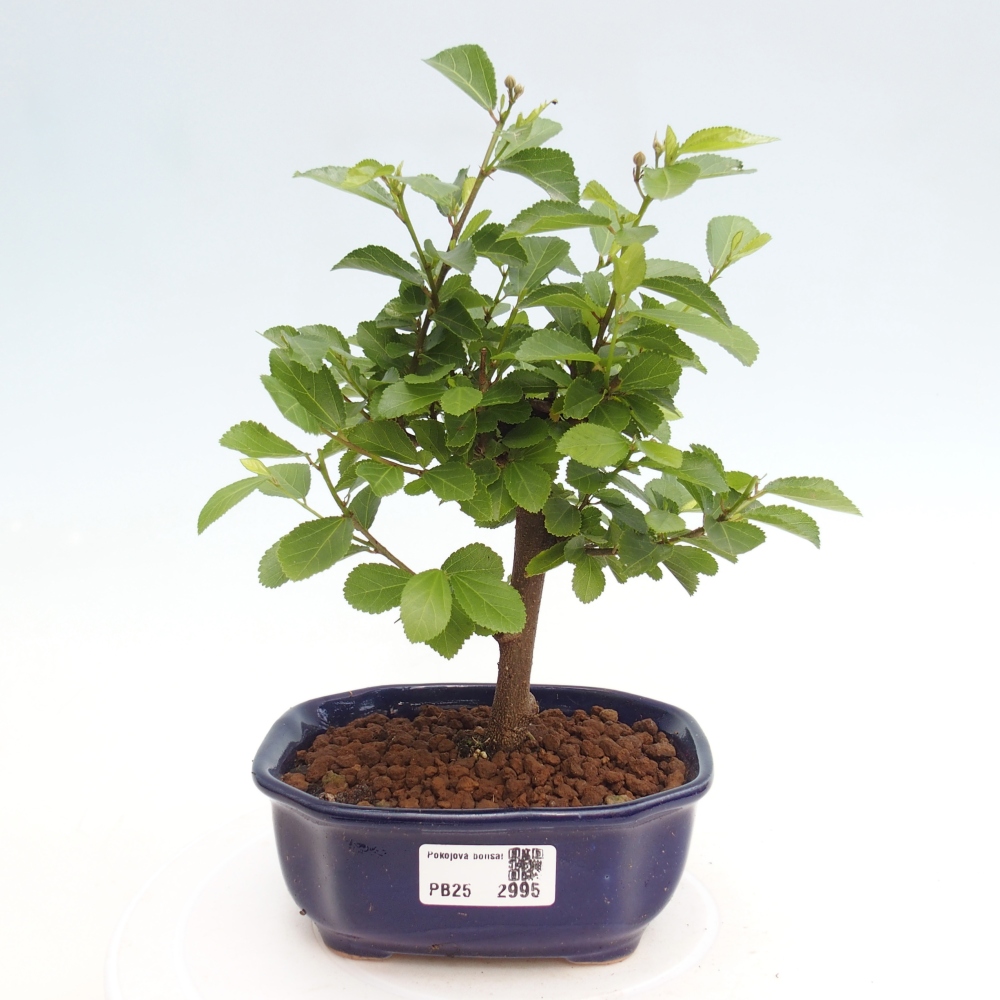 Kryty bonsai - Grewia occidentalis - Lawendowa gwiazda