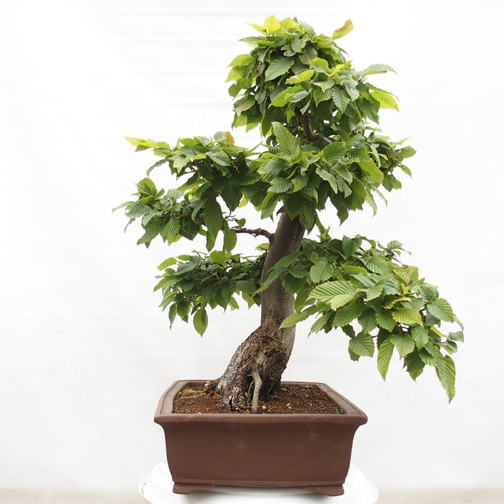 Bonsai zewnętrzne - Grab - Carpinus betulus