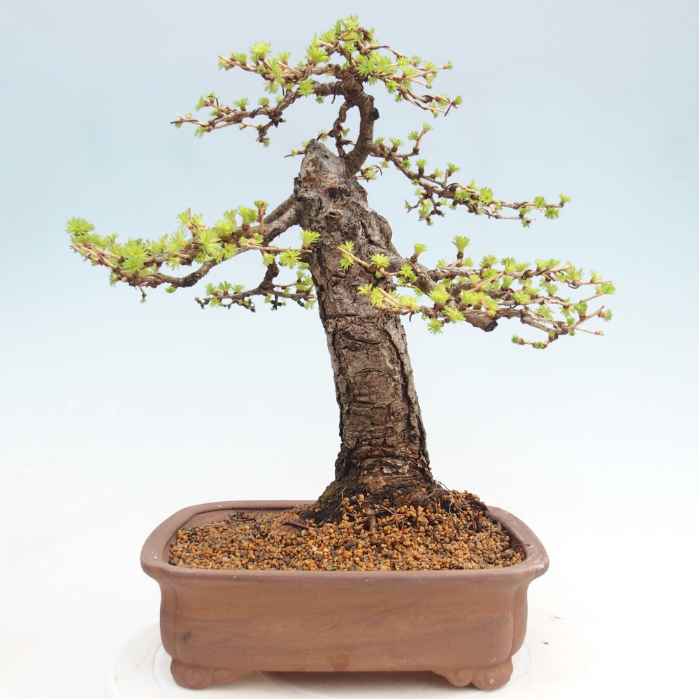 Bonsai zewnętrzne - Larix decidua - Modrzew