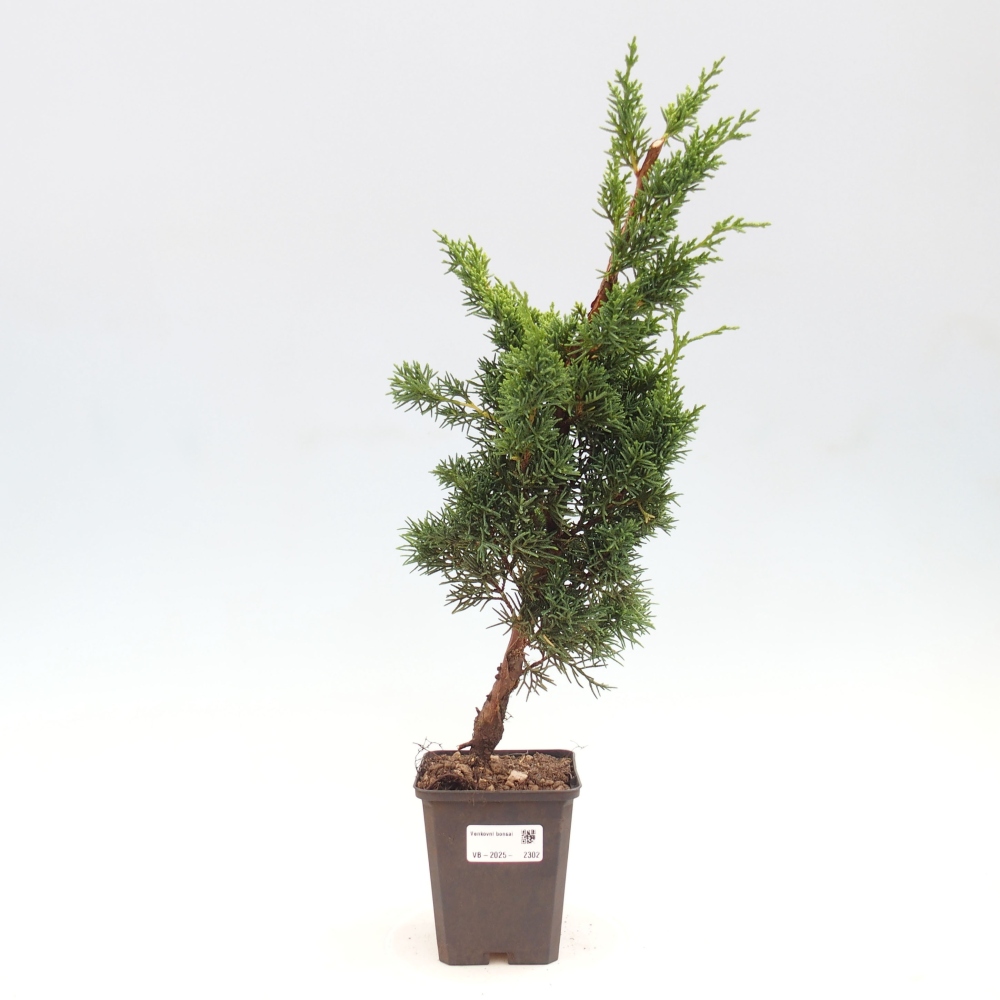 Outdoor bonsai - Juniperus chinensis Kishu - chiński jałowiec