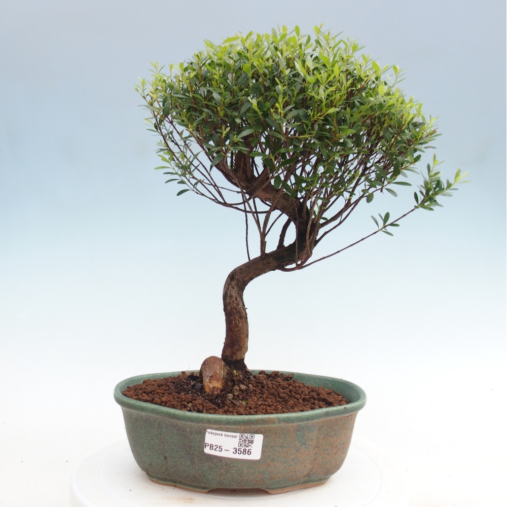 Pokój bonsai - Syzygium - Pimento