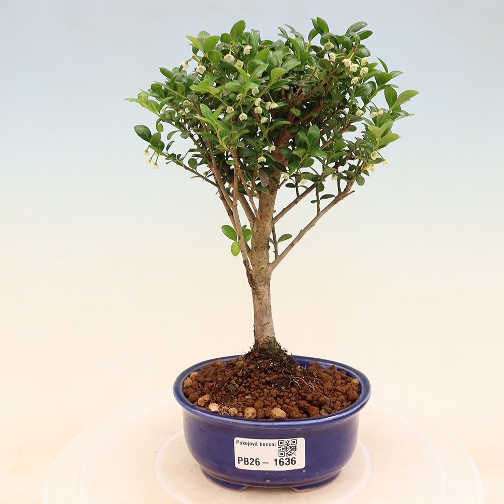 Pokój bonsai - Ilex crenata - Ostrokrzew