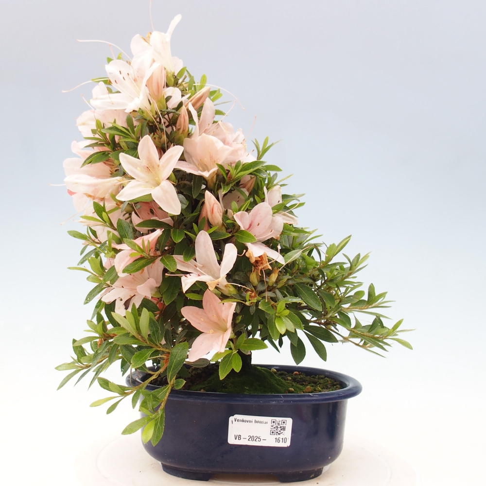 Bonsai ogrodowe - azalia japońska - Azalea Nikko