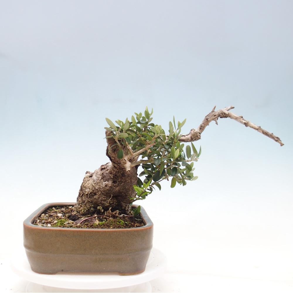 Kryte bonsai - Olea europaea sylvestris - Europejska oliwa z małych liści