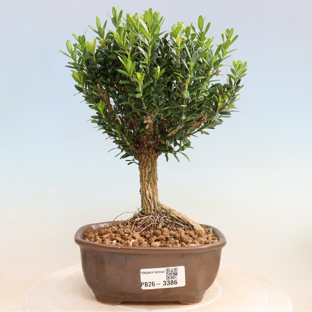 Pokój bonsai - Buxus harlandii - buxus korkowy