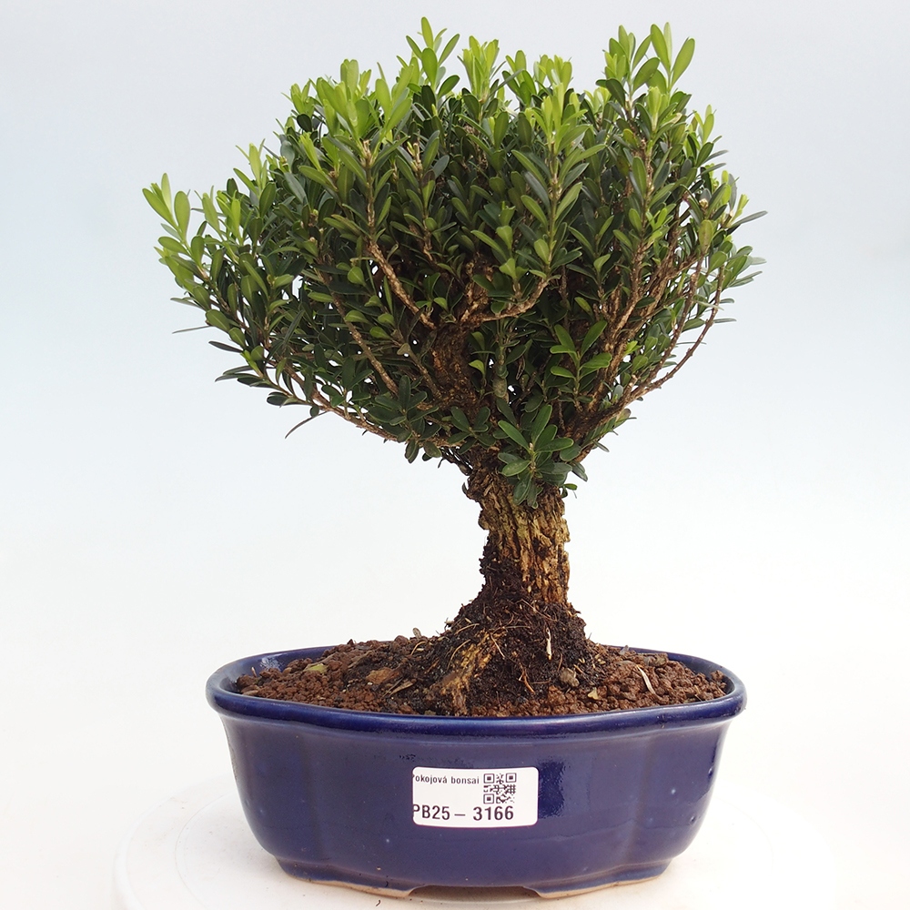 Kryty bonsai - Buxus harlandii - Bukszpan korkowy