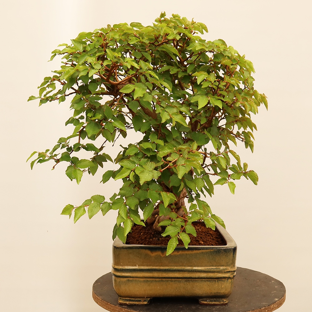 Bonsai plenerowe - Carpinus Coreana - grab koreański