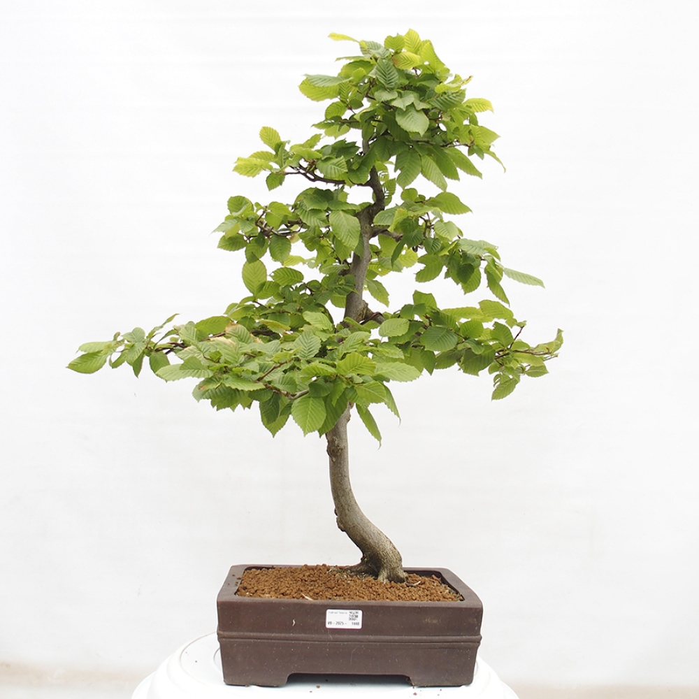 Bonsai zewnętrzne - Grab - Carpinus betulus
