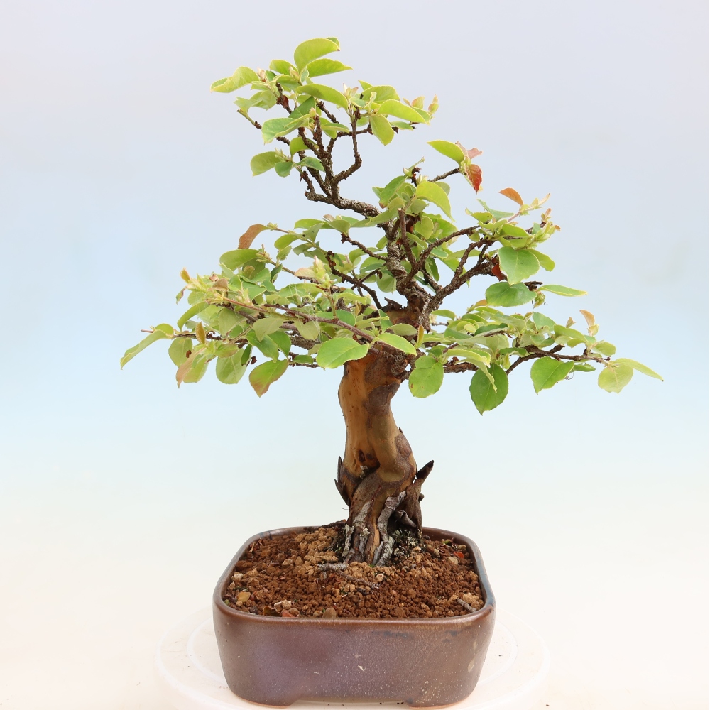 Outdoor bonsai - Pseudocydonia sinensis - pigwa chińska